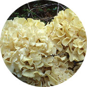 Blossom Mushroom Extract
