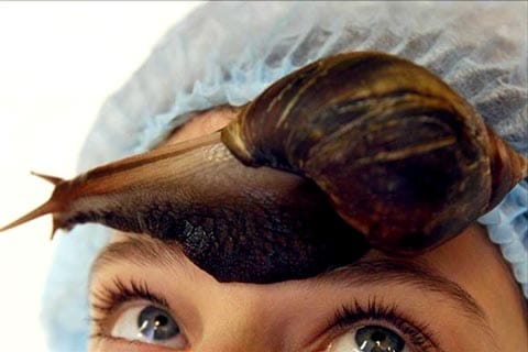 snail mucin for skin