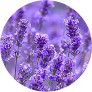 Lavender Flower Extract