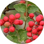 Zanthoxylum Piperitum Fruit Extract