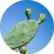 Opuntia ficus-indica Cactus