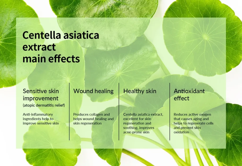 Regret Not Knowing This: How Centella Asiatica Can Improve Your Skin in a Few Days! 1